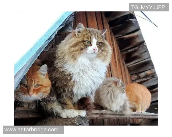 足球明星与爱猫情缘揭秘哪些球星是猫咪的忠实粉丝 足球明星与爱猫情缘揭秘哪些球星是猫咪的忠实粉丝